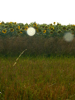 Sunflowers :)
