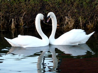 January Swans