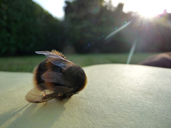Bumblebee study