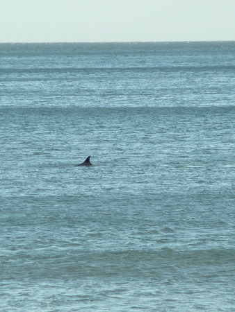 Spotting Dolphins in Killiney